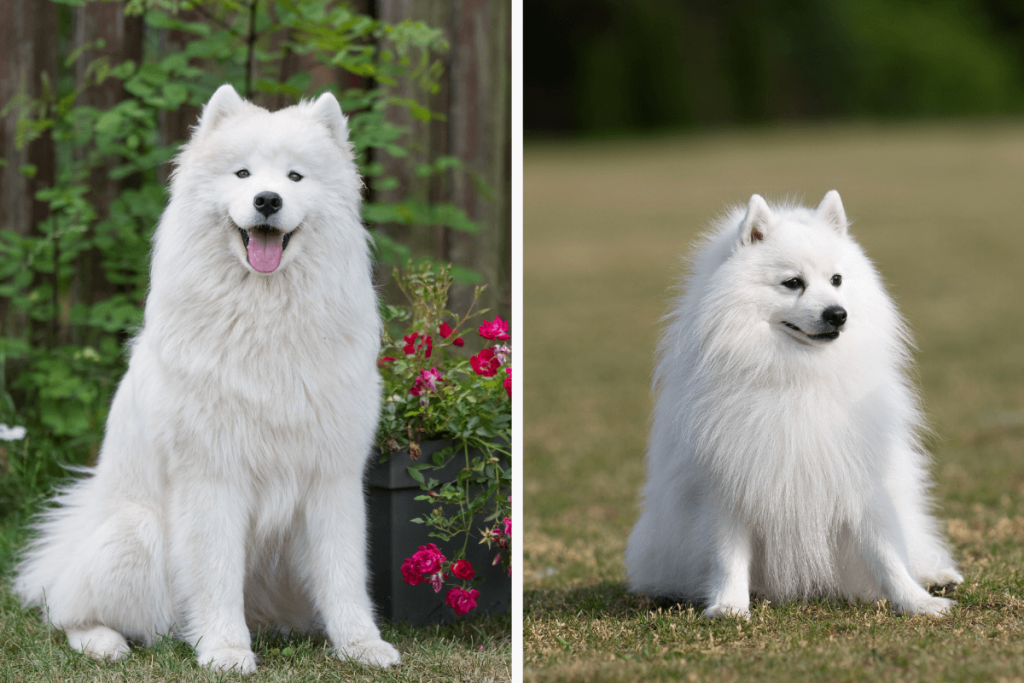 7 diferenças entre os cães das raças samoieda e spitz japonês