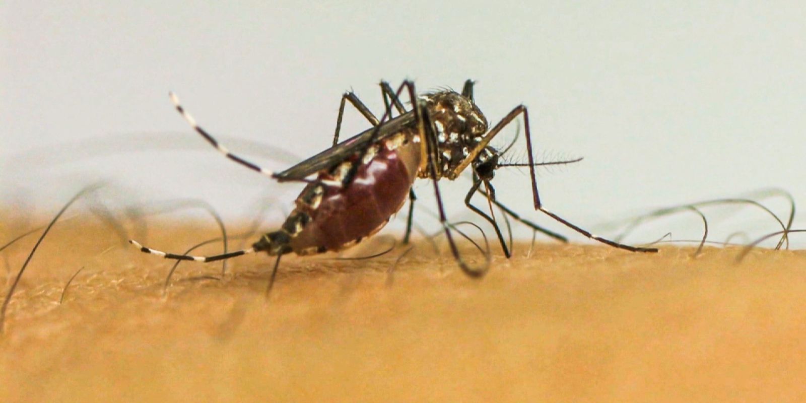 Infecções por Aedes aegypti elevam risco de complicações no parto