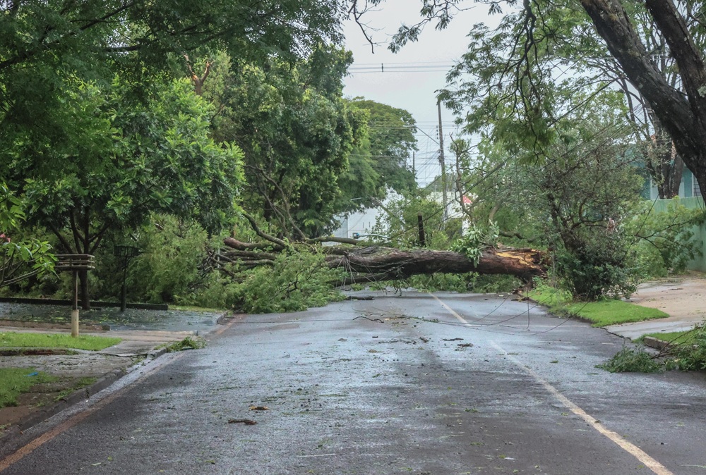 Quando a legislação ambiental anda para um lado e as árvores para outro