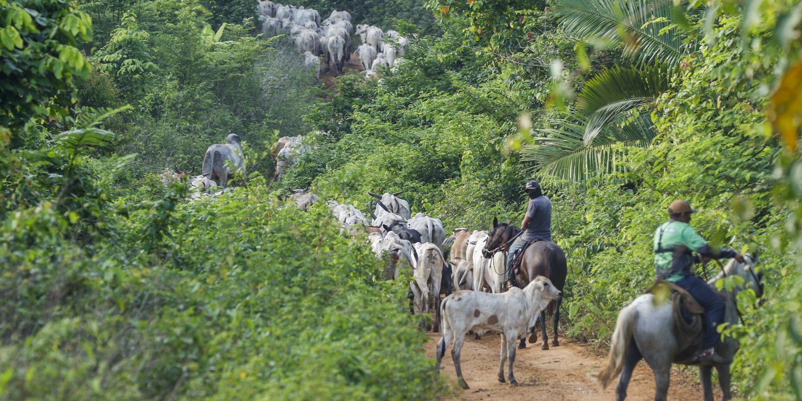 Vaqueiro é morto ao ajudar a retirar gado invasor de área indígena