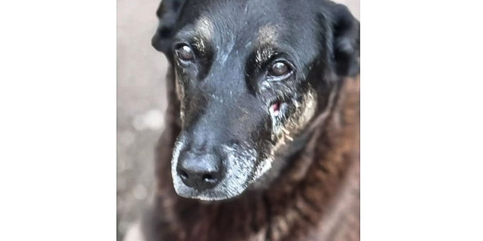 Orelha: jovens podem receber internação como medida socioeducativa