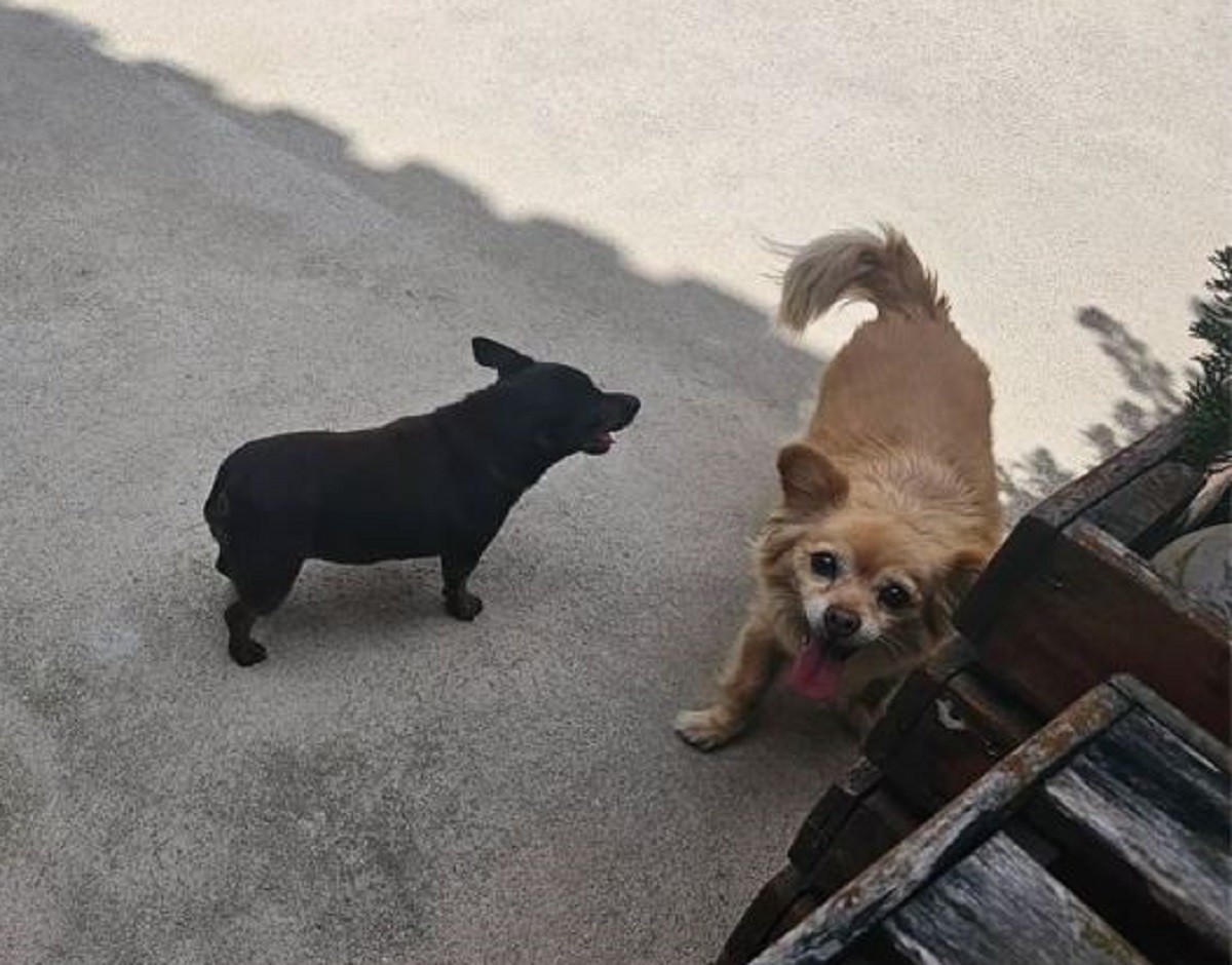 Entenda cronologia sobre morte de cadelas dentro de triciclo de pet shop em MG