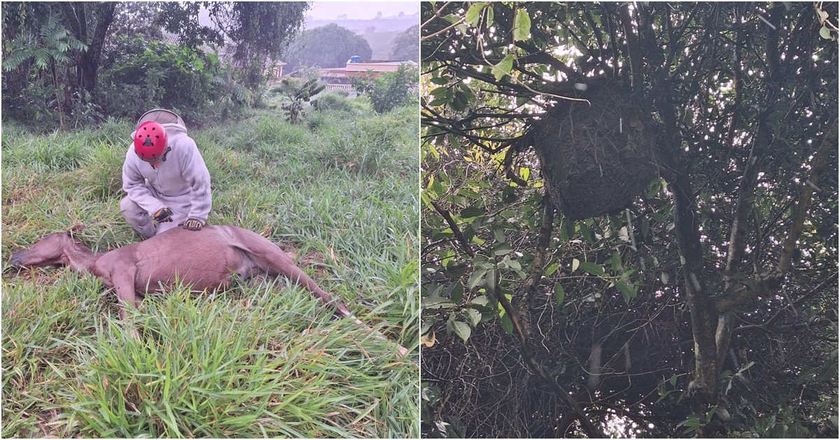 Cavalos morrem após ataque de abelhas em MG