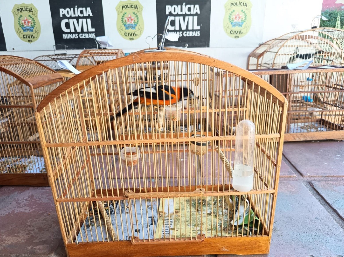 Mais de 150 aves silvestres são apreendidas em Juiz de Fora e região