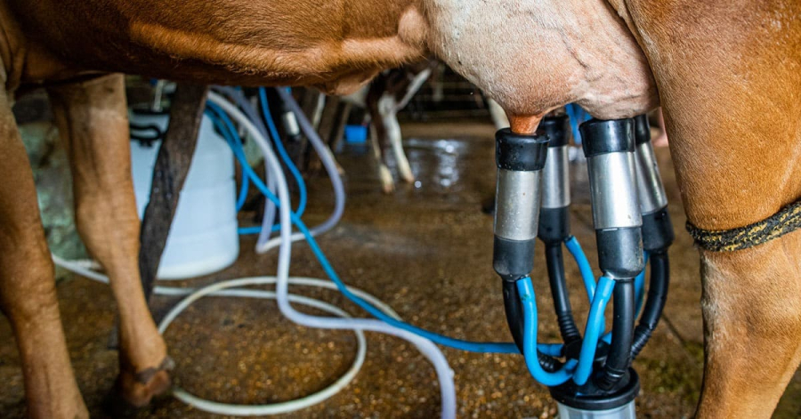 Preço do leite chega a R$ 3,02 em Minas, mas importações podem frear alta ao produtor