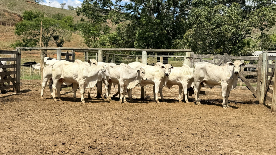 Fazenda Bom Jesus abre lotes especiais de tourinhos Nelore PO e leva a genética CLLF a novos rebanhos