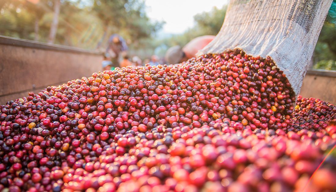 Café recua 1,46% em Nova York com pressão de oferta global