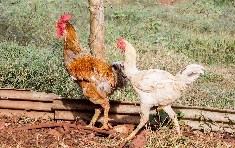 União Europeia sinaliza que voltará a comprar frango e mel do Brasil