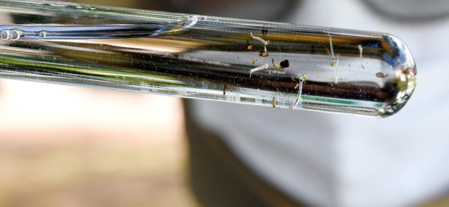 Metade dos municípios avaliados no Brasil está em alerta ou risco para Aedes aegypti