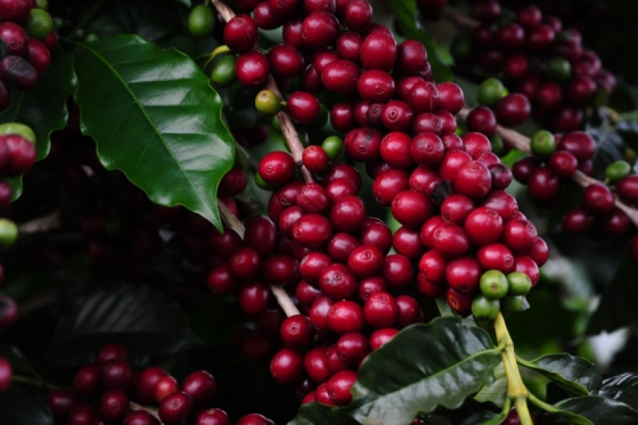 Prominas-Café cria caminho para fundo privado financiar cafeicultura, sem aporte direto do Estado