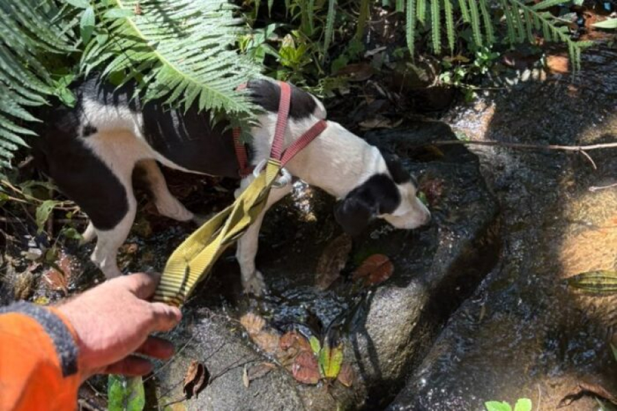 Cachorro é resgatado com vida após ficar preso em pedreira de Ponte Alta