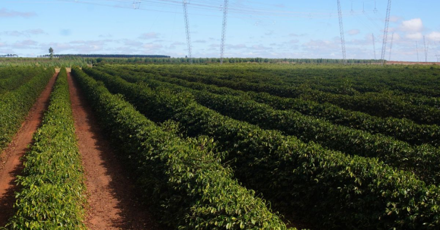 Chuvas durante a colheita acendem alerta para qualidade do café em Minas