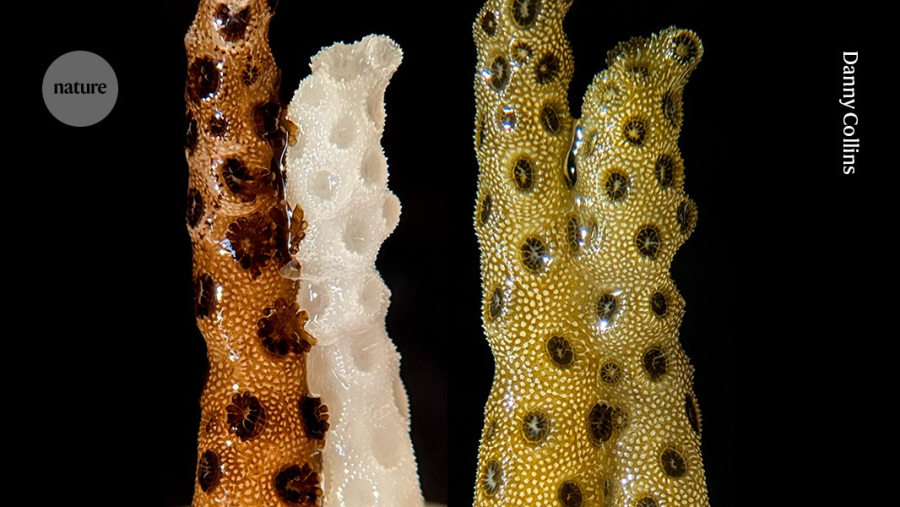 Coral branqueado volta a ganhar cor depois de tocar fragmento saudável em experimento