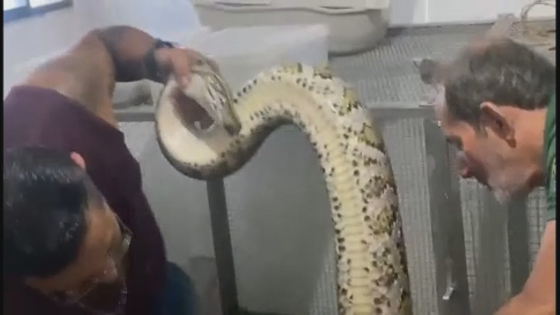 Ibama e PF fecham criatório ilegal de répteis; vídeo mostra píton gigante em cativeiro
