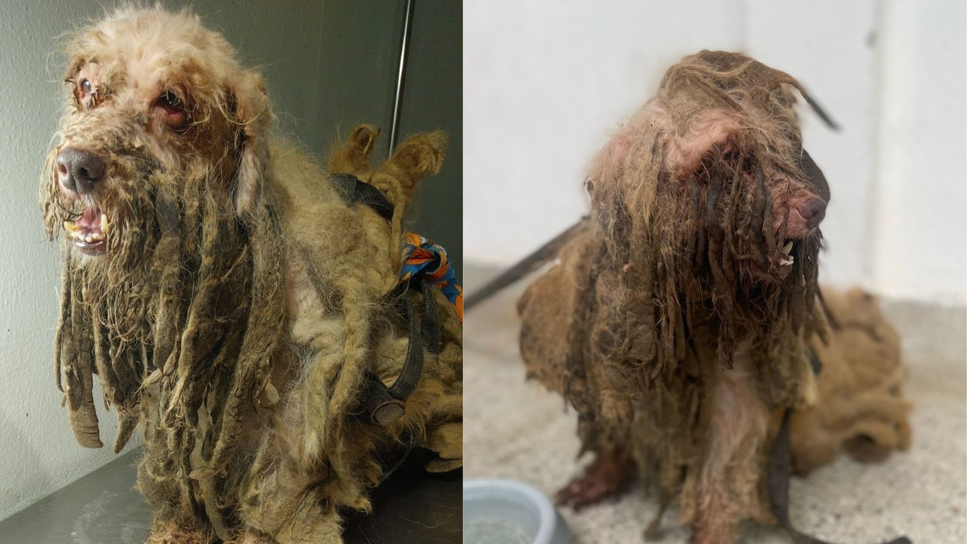 Ex-tutores de cão resgatado com 3 kg de pelo são indiciados por maus-tratos