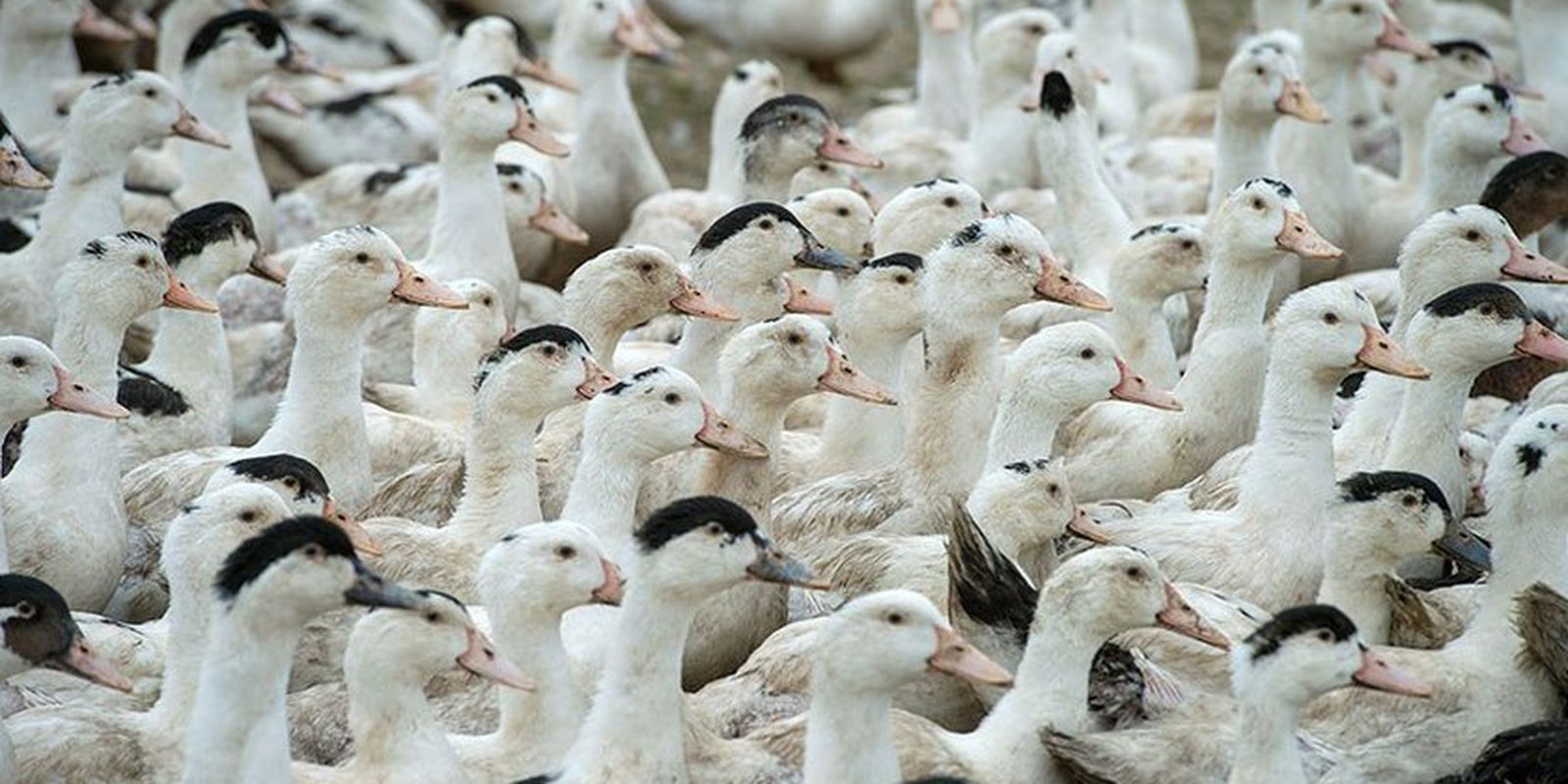 Mortes de gansos e patos em zoológico no RS foram por gripe aviária