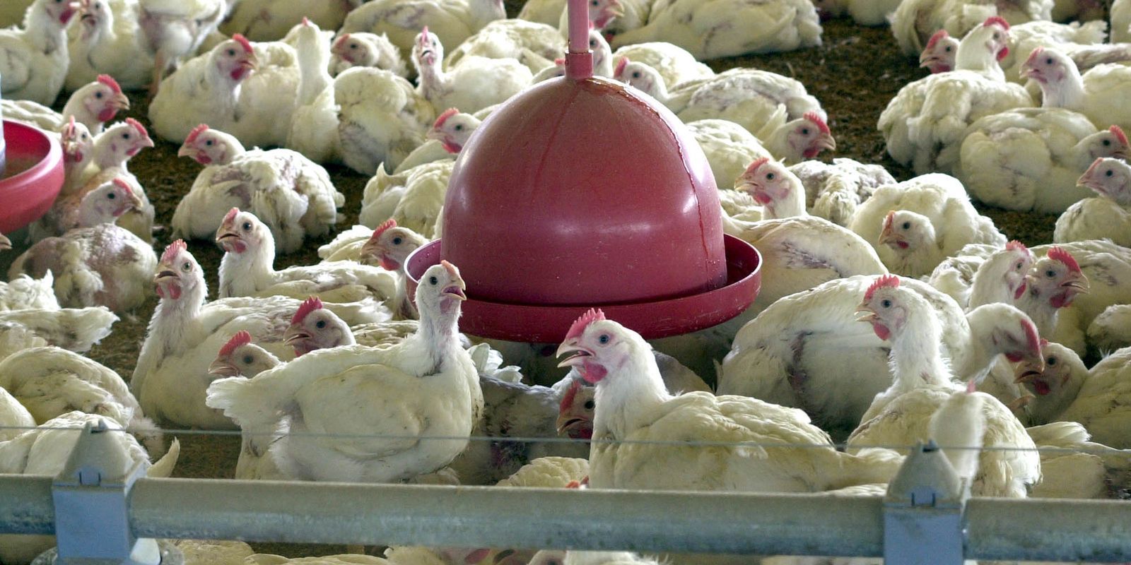 Chile e México suspendem importação de carne de frango do Brasil