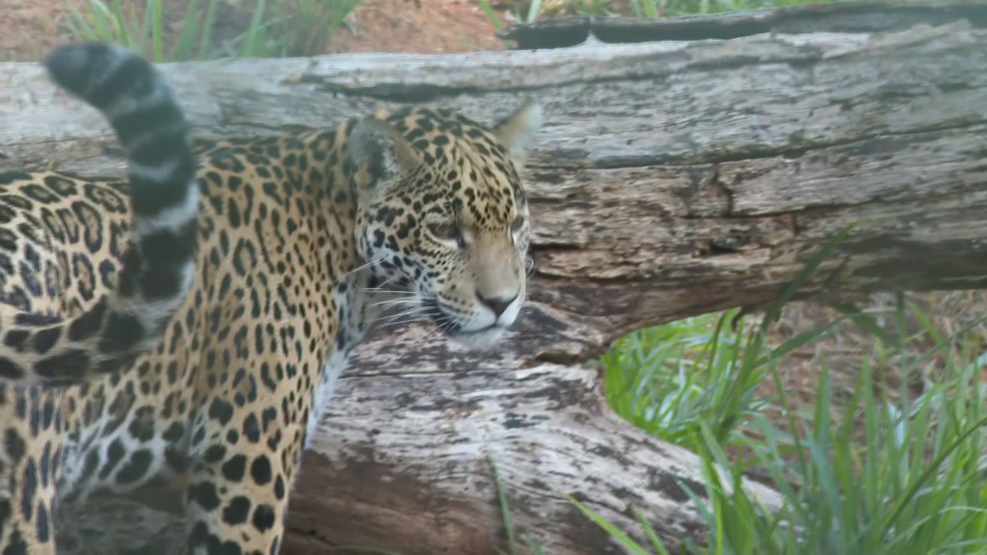 Nova onça-pintada do Zoológico de BH, Maya, já pode ser visitada; saiba mais