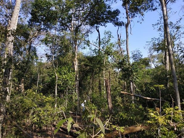 Fogo para agricultura impulsiona degradação do solo no sul da Amazônia